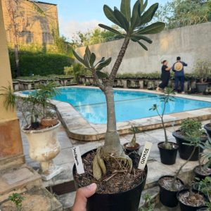 0209 01 Baobá Socotranum Enxertada