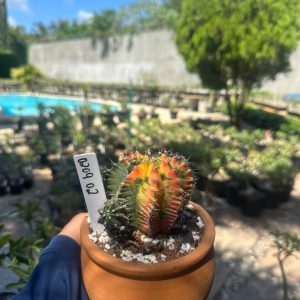 0209 02 Cacto Gymnocalicium Variegata