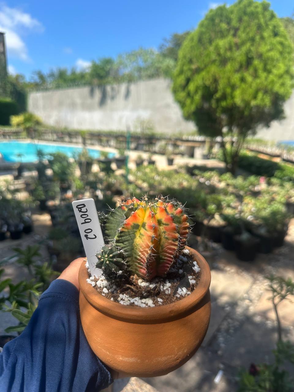 0209 02 Cacto Gymnocalicium Variegata