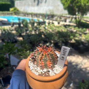 0209 03 Cacto Gymnocalicium Variegata