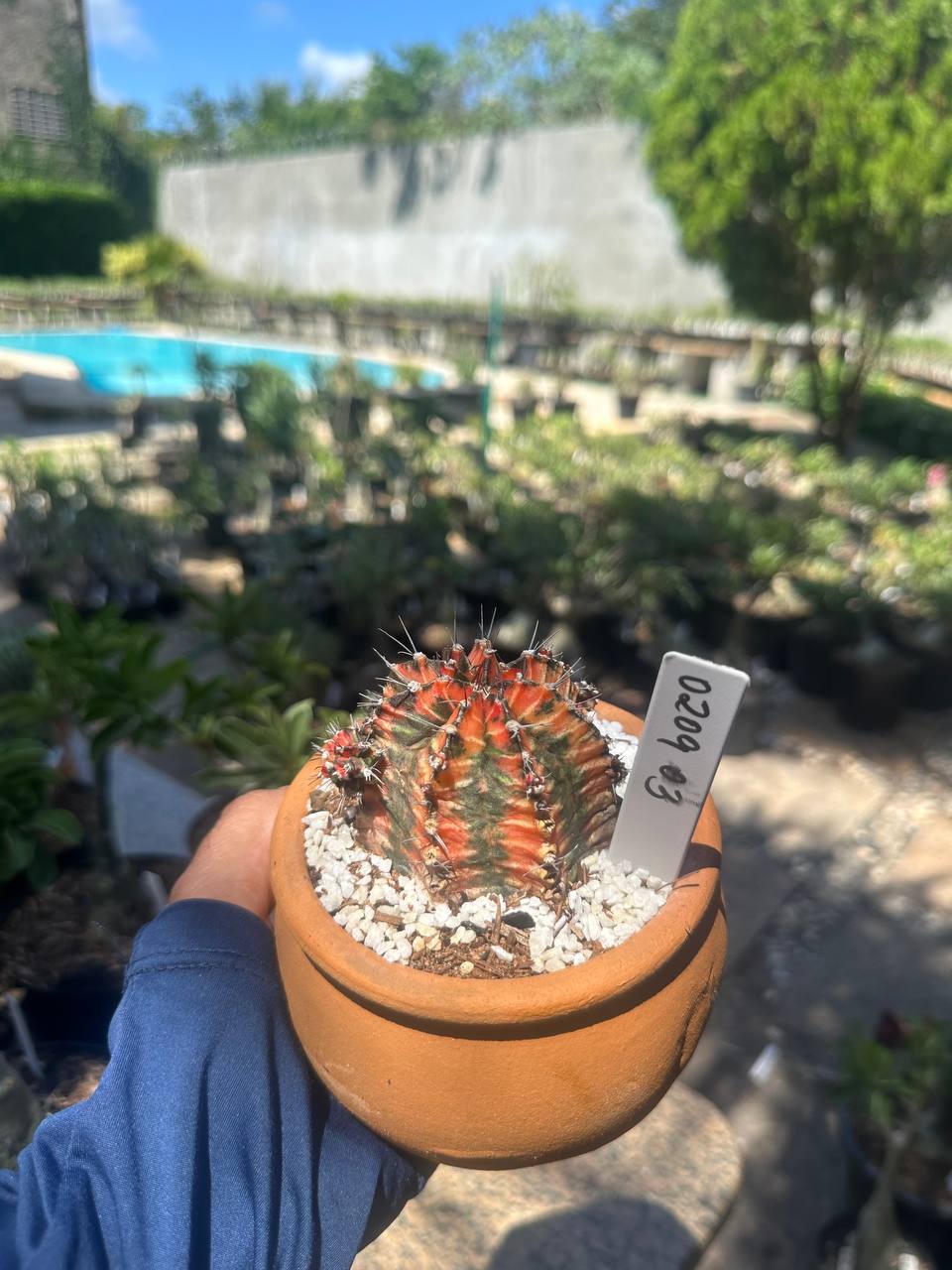 0209 03 Cacto Gymnocalicium Variegata