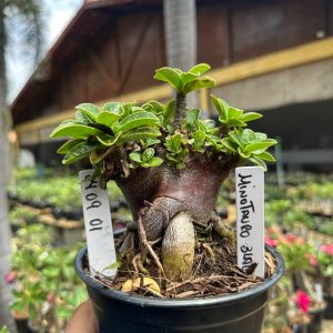 0409 01 Arabicum Vitrine Minotauro Black