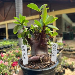 0409 02 Arabicum Vitrine Red Skin