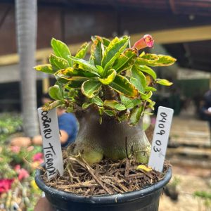 0409 03 Arabicum Vitrine Oozaru Tigrada