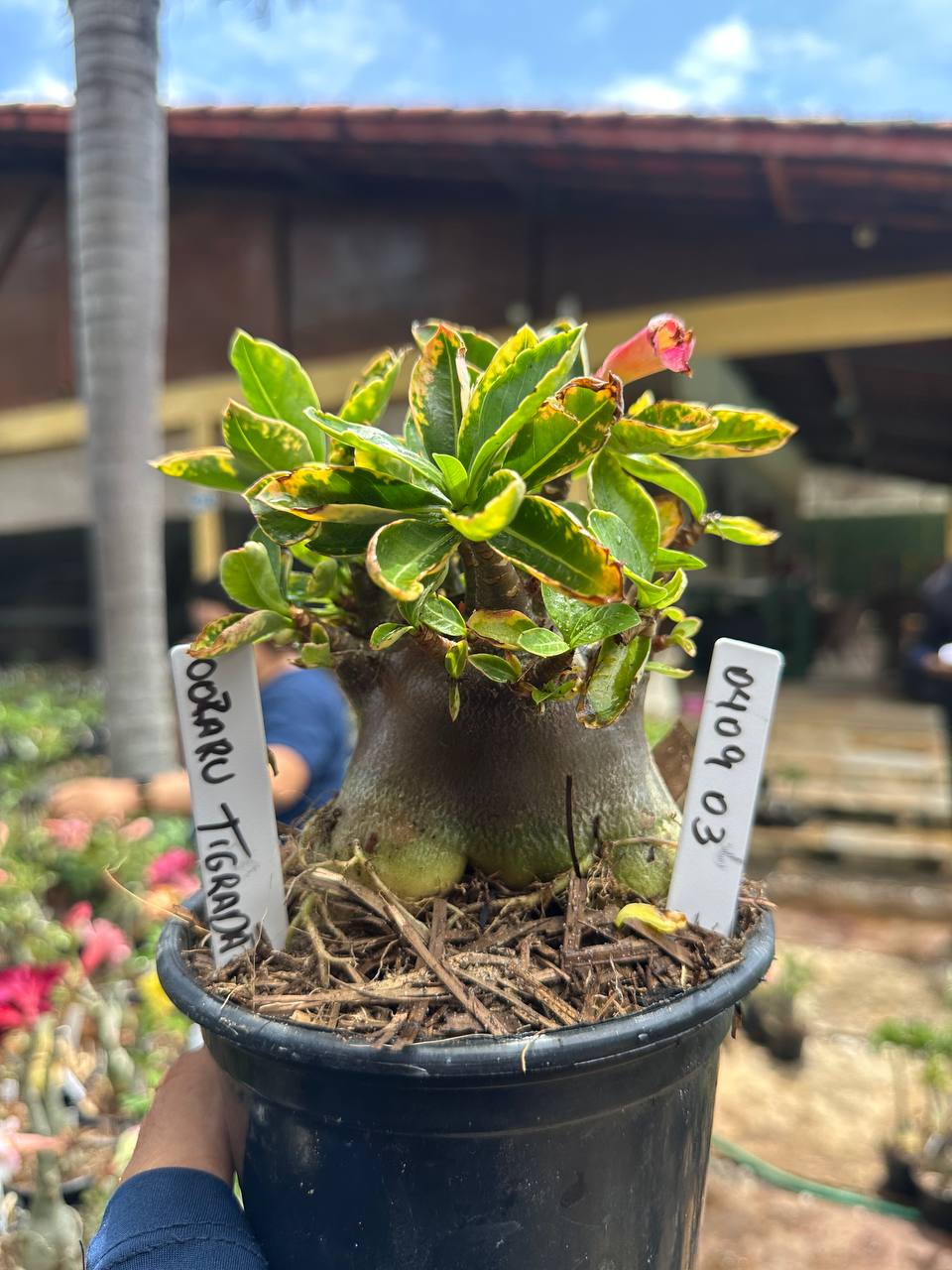 0409 03 Arabicum Vitrine Oozaru Tigrada