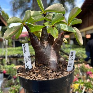 0409 04 Arabicum Vitrine Wang Dork Dum Red