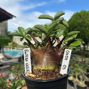 0409 05 Arabicum Vitrine Pantera Negra