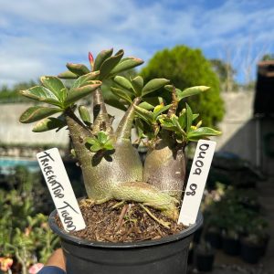 0409 08 Arabicum Vitrine Triceratop Tigrada Gêmeas