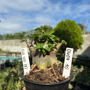 0409 10 Arabicum Vitrine Nom Sod de
