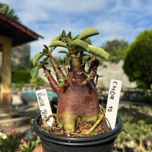0409 12 Arabicum Vitrine Panzer Black