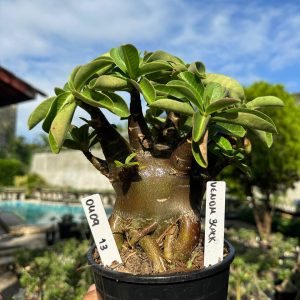 0409 13 Arabicum Vitrine Venom Black