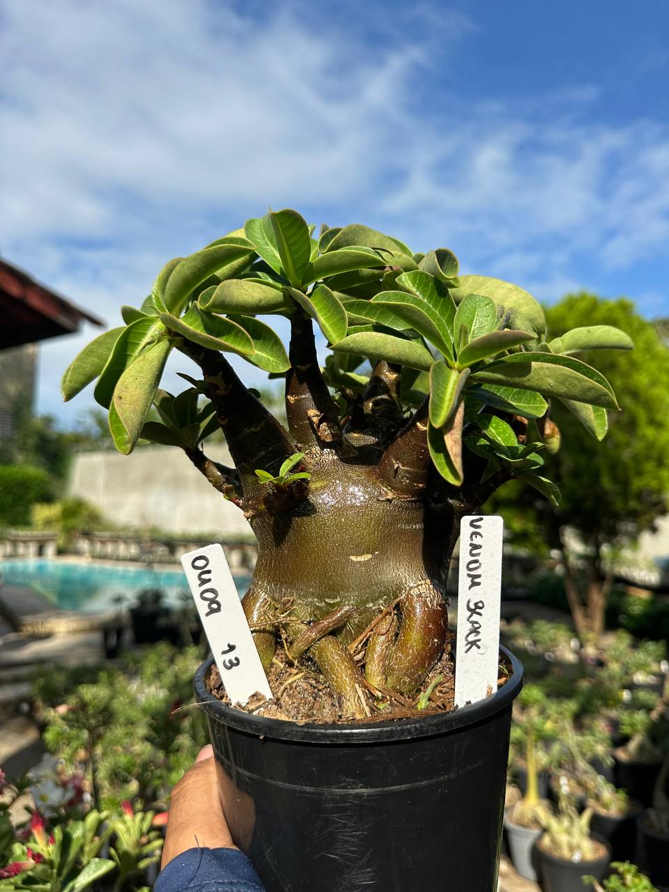 0409 13 Arabicum Vitrine Venom Black
