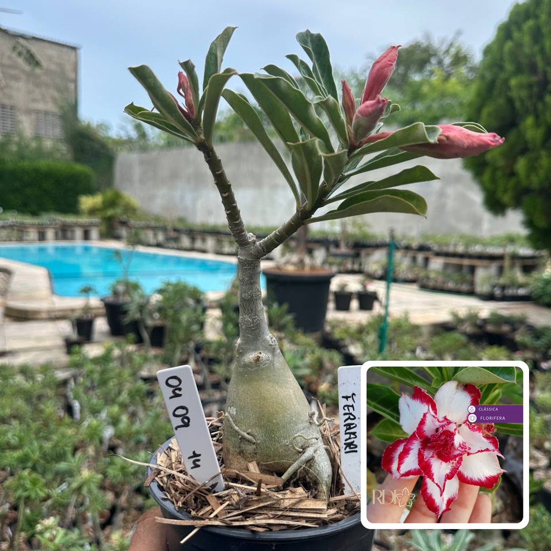 0409 14 Rosa do Deserto Ferrari