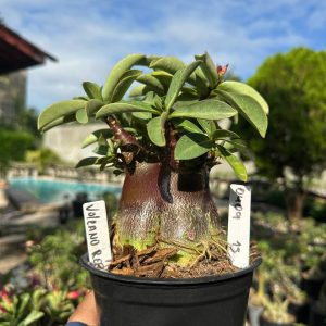 0409 15 Arabicum Vitrine Volcano Red