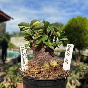 0409 16 Arabicum Vitrine Tiranossauro Black