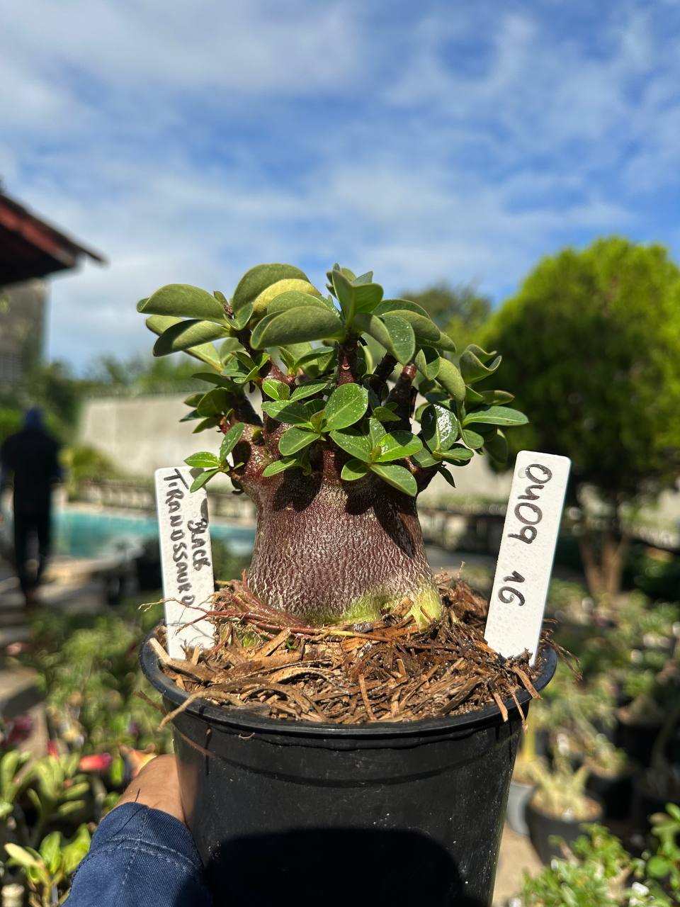 0409 16 Arabicum Vitrine Tiranossauro Black