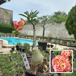 0409 17 Rosa do Deserto Tropical