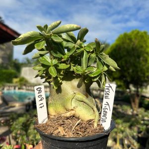 0409 17 Arabicum Vitrine Tyson Tigrada