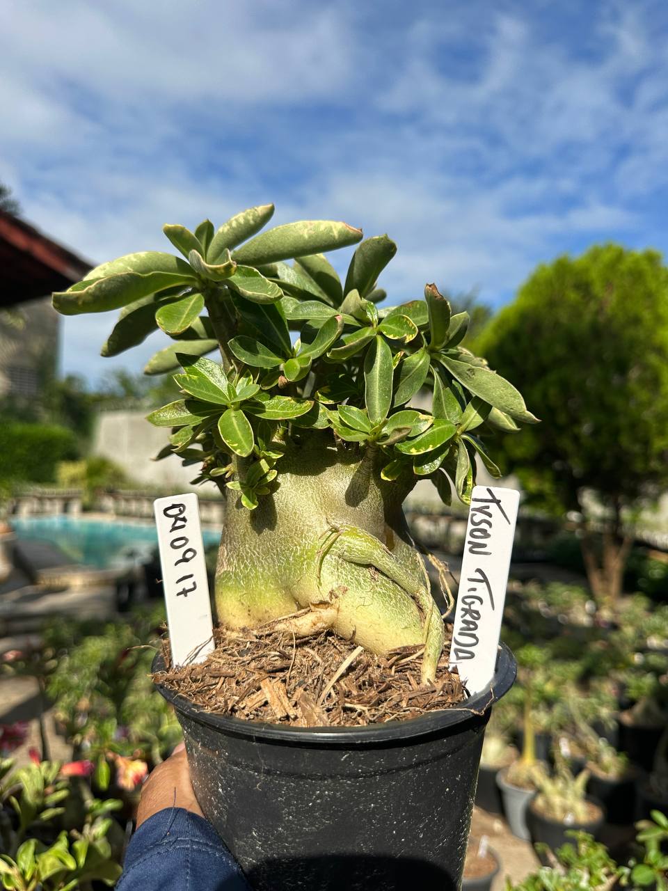 0409 17 Arabicum Vitrine Tyson Tigrada