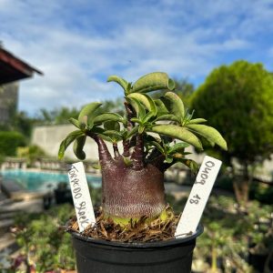 0409 18 Arabicum Vitrine Torpedo Black