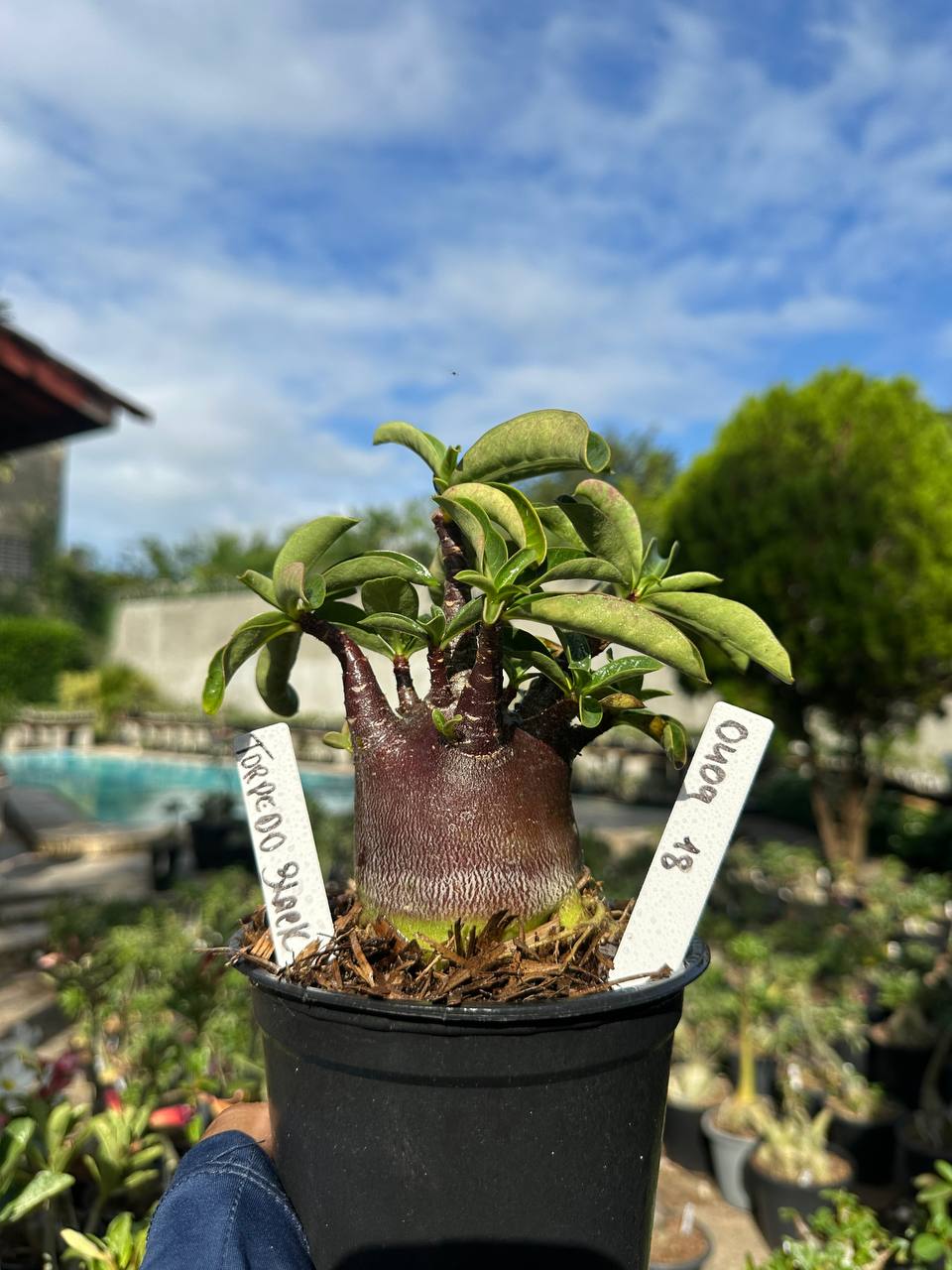 0409 18 Arabicum Vitrine Torpedo Black