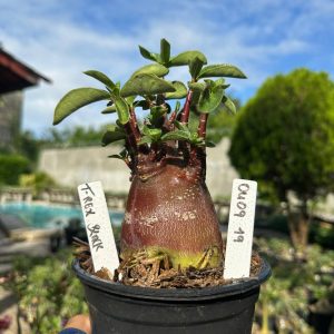 0409 19 Arabicum Vitrine T Rex Black