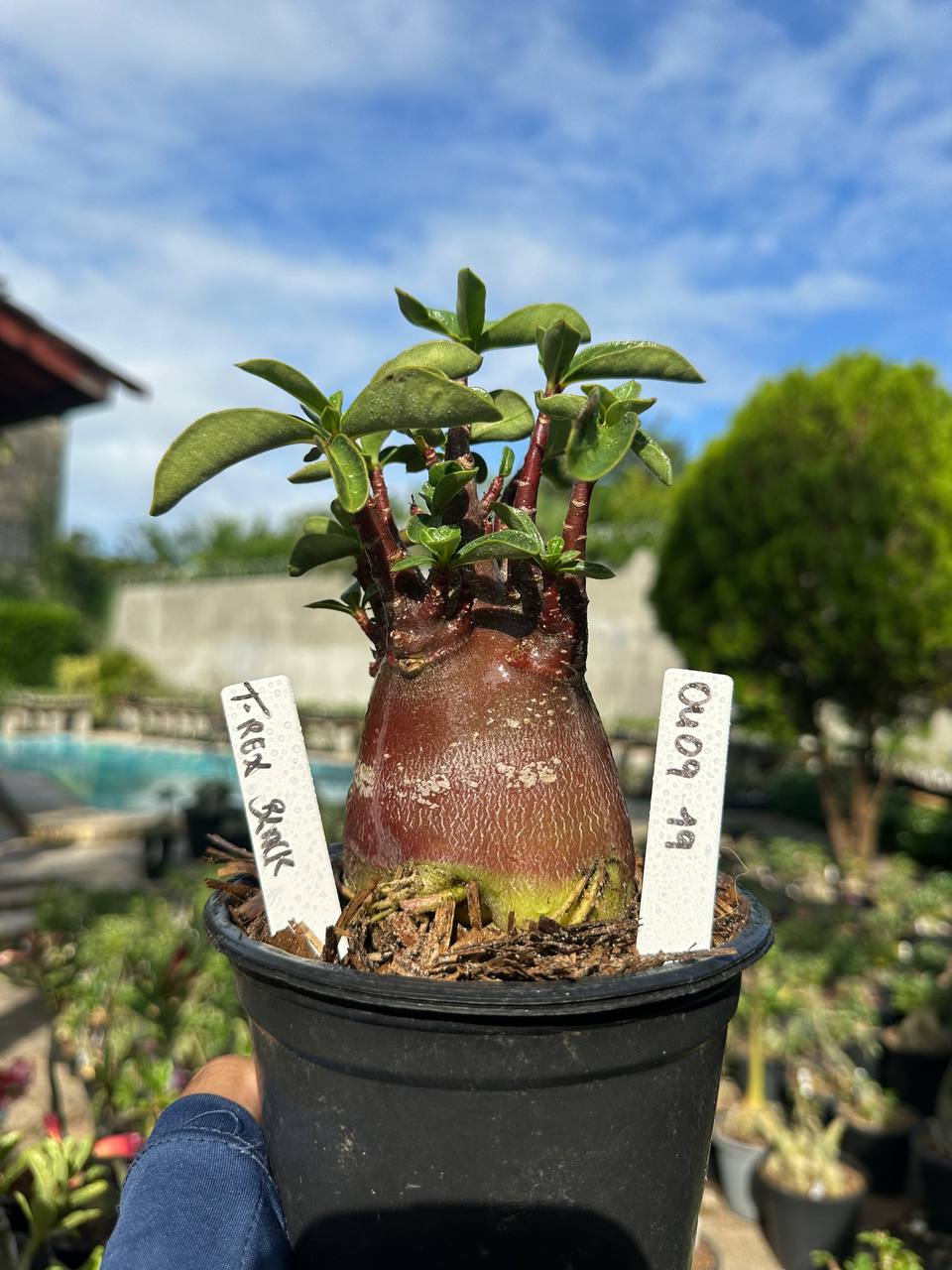 0409 19 Arabicum Vitrine T Rex Black