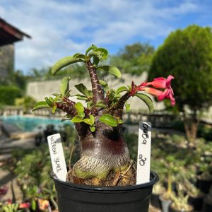 0409 20 Arabicum Vitrine Ultron Black