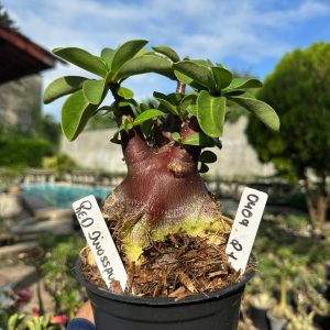 0409 21 Arabicum Vitrine Red Dinosaur