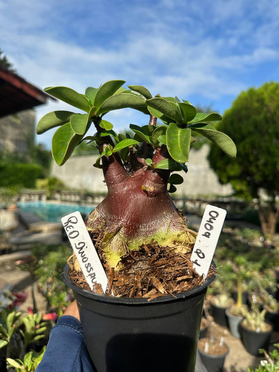 0409 21 Arabicum Vitrine Red Dinosaur