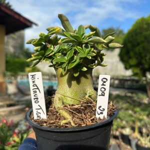 0409 23 Arabicum Vitrine Minotauro Tigrada