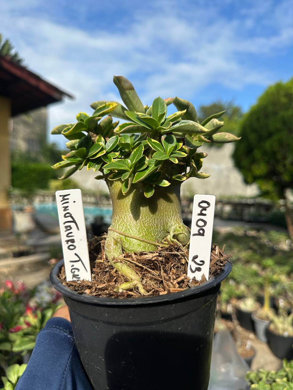 0409 23 Arabicum Vitrine Minotauro Tigrada