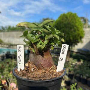 0409 25 Arabicum Vitrine Red Javali