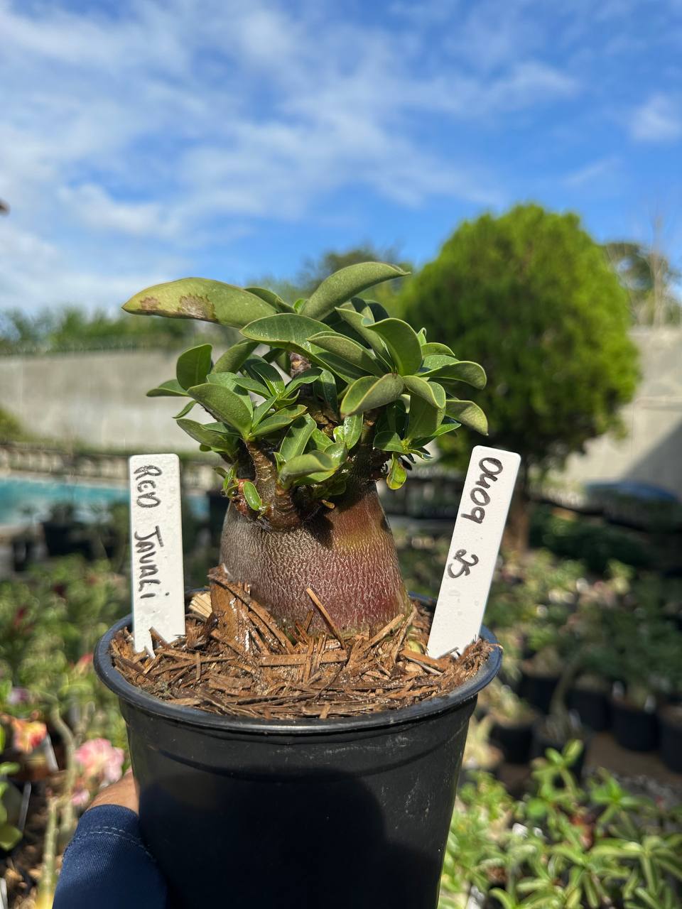 0409 25 Arabicum Vitrine Red Javali