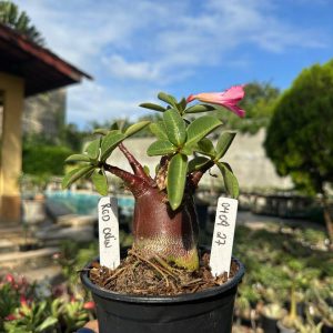 0409 27 Arabicum Vitrine Red Odin