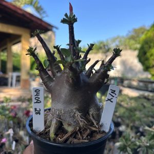 0409 28 Arabicum Vitrine Nix