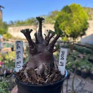0409 29 Arabicum Vitrine King Kong Red