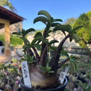 0409 30 Arabicum Vitrine Venom