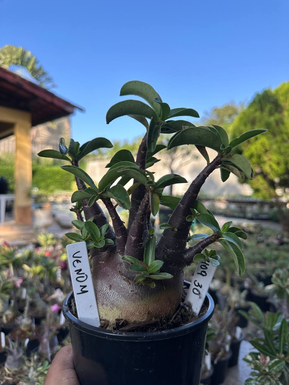 0409 30 Arabicum Vitrine Venom
