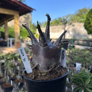 0409 31 Arabicum Vitrine Venom