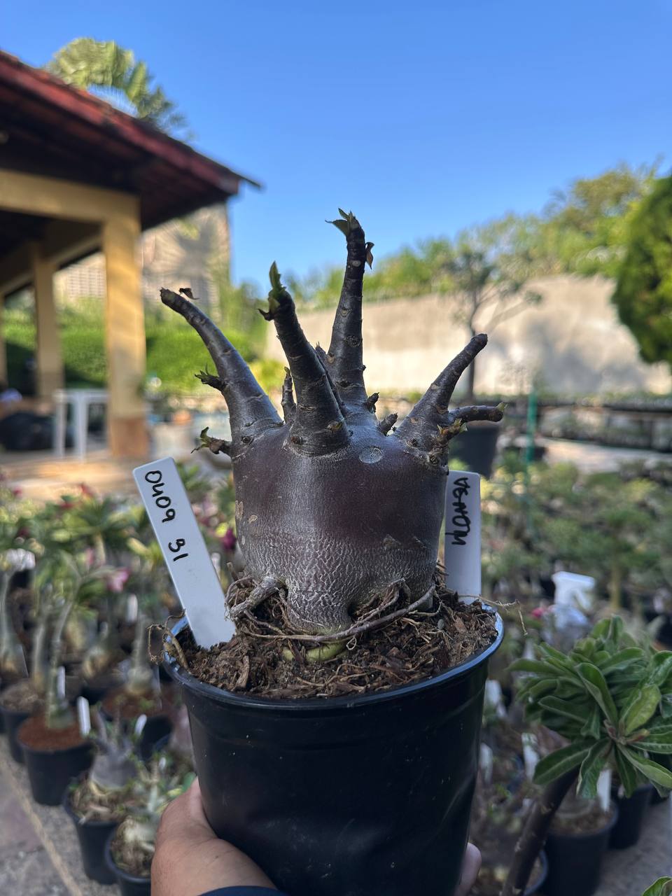 0409 31 Arabicum Vitrine Venom