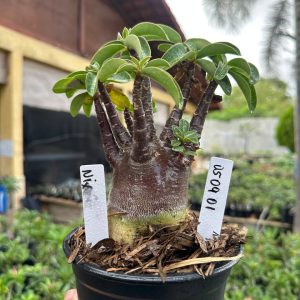 0509 01 Arabicum Nix F3