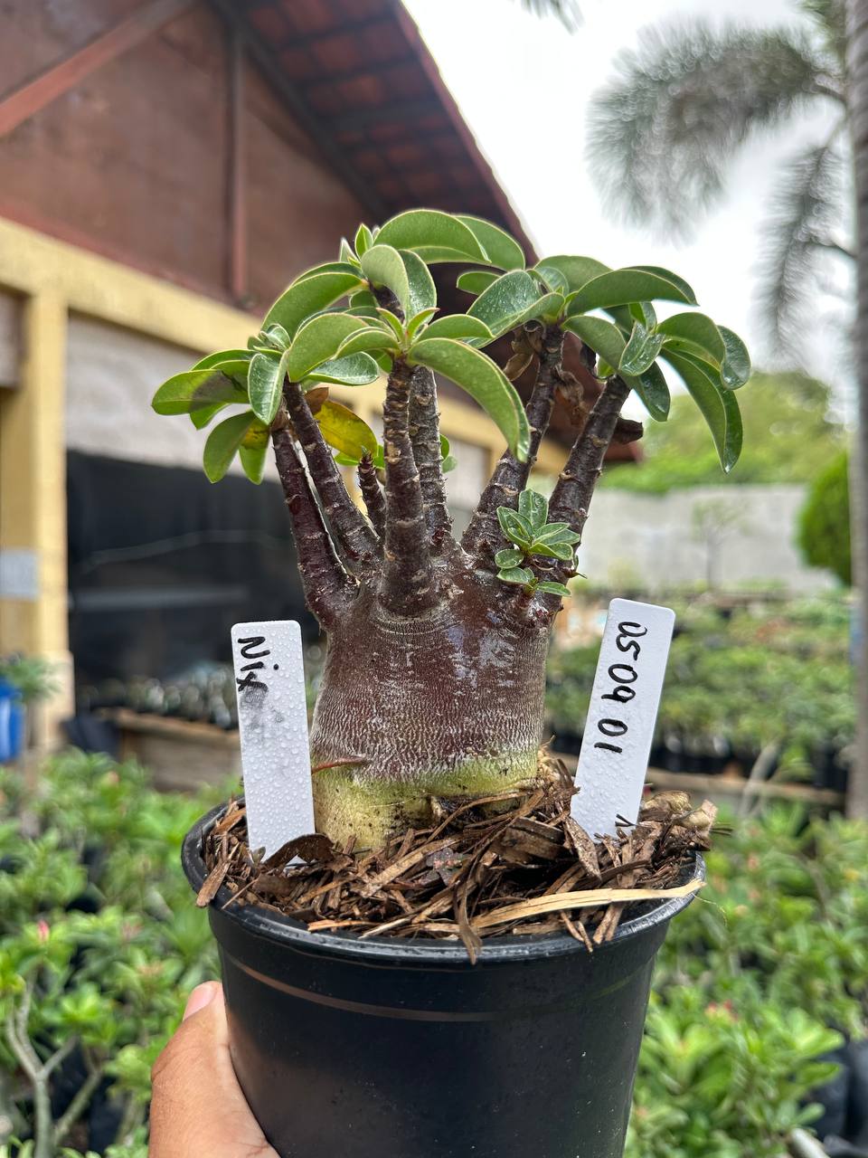 0509 01 Arabicum Nix F3