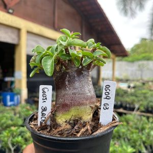 0509 03 Arabicum Godzilla Black F3