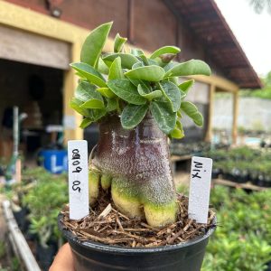 0509 05 Arabicum Nix F3