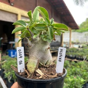 0509 06 Arabicum Hesfero F3
