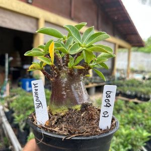 0509 07 Arabicum Mammoth F3