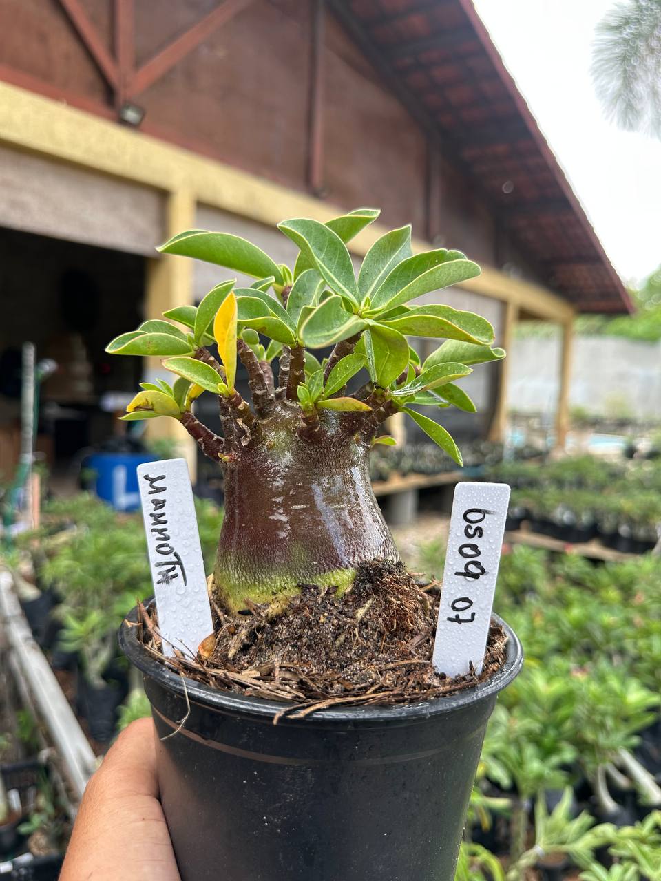 0509 07 Arabicum Mammoth F3
