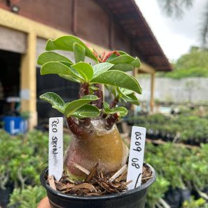 0509 08 Arabicum Red Skin F3