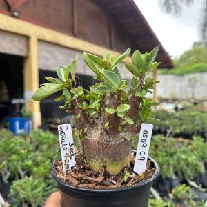 0509 09 Arabicum Godzilla Black F3